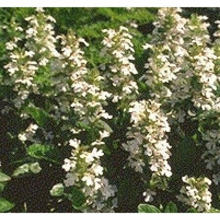 Ajuga reptans 'Alba' P9 - afbeelding 2