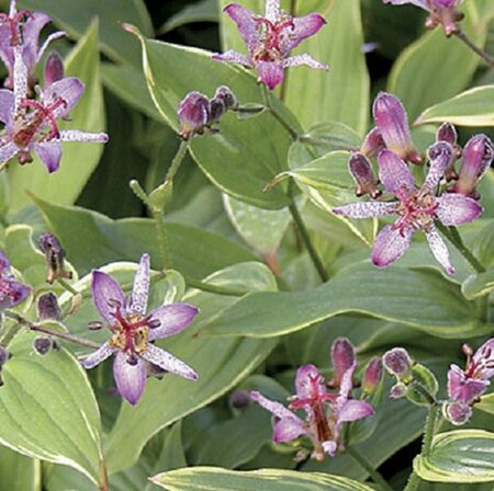 Tricyrtis formosana P9 - afbeelding 2