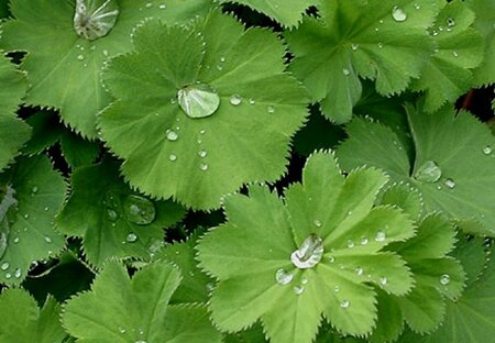 Alchemilla vulgaris P9 - afbeelding 1