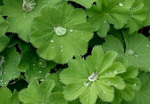 Alchemilla vulgaris P9