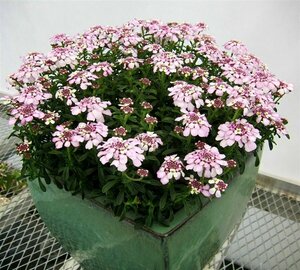 Iberis semp. 'Pink Ice' P9