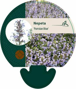 Nepeta 'Purssian Blue'  C2