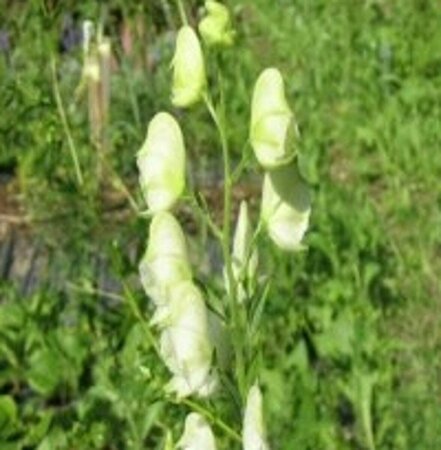 Aconitum napellus 'Album' P9 - afbeelding 3