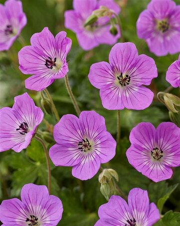 Geranium 'Kelly Anne' P9 - afbeelding 1