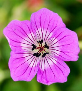 Geranium 'Kelly Anne' P9 - afbeelding 2