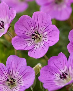Geranium 'Kelly Anne' P9 - afbeelding 3