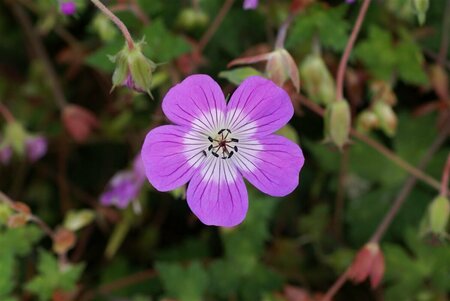 Geranium 'Kelly Anne' P9 - afbeelding 4