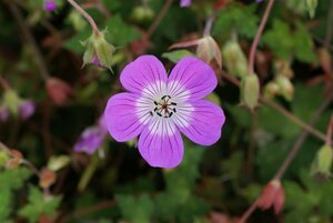 Geranium 'Kelly Anne' P9 - afbeelding 4