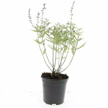Perovskia 'Blue Spire' C5 - afbeelding 5