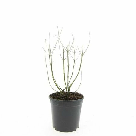 Perovskia 'Blue Spire' C5 - afbeelding 6