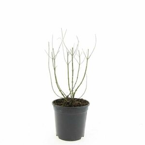 Perovskia 'Blue Spire' C5 - afbeelding 6