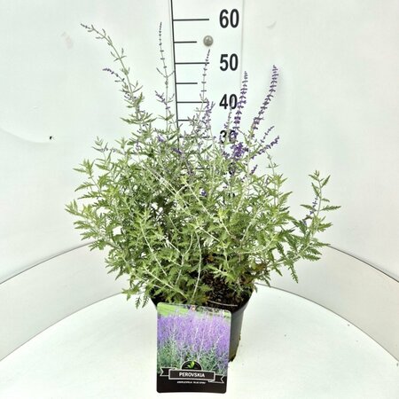 Perovskia 'Blue Spire' C5 - afbeelding 3