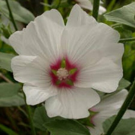 Lavatera 'Blushing Bride' C2 - afbeelding 2