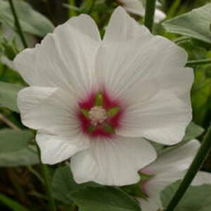 Lavatera 'Blushing Bride' C2 - afbeelding 2