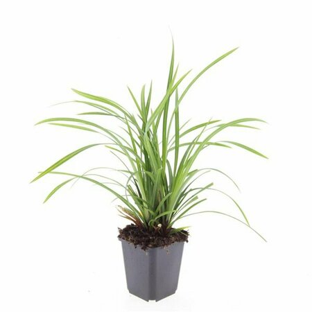 Carex morrowii 'Irish Green' P9 - afbeelding 6