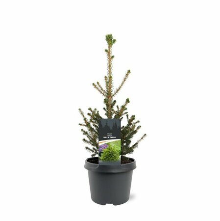Choisya ternata 'Sundance' 30/40 C. - afbeelding 2