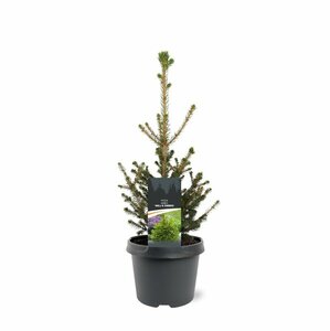 Choisya ternata 'Sundance' 30/40 C. - afbeelding 2