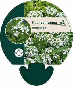 Pachyphragma macrophyllum P9 - afbeelding 4