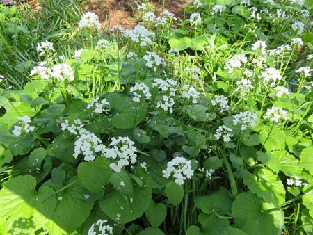 Pachyphragma macrophyllum P9 - afbeelding 1