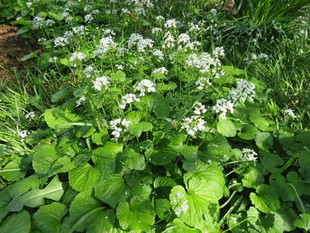 Pachyphragma macrophyllum P9 - afbeelding 2