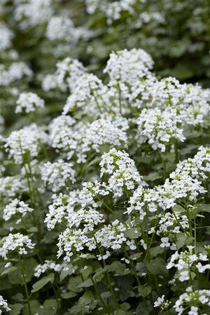 Pachyphragma macrophyllum P9 - afbeelding 3