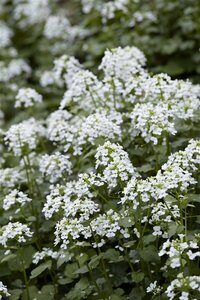 Pachyphragma macrophyllum P9 - afbeelding 3