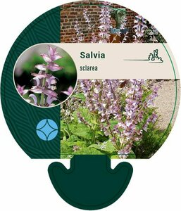 Salvia sclarea P13 BIO