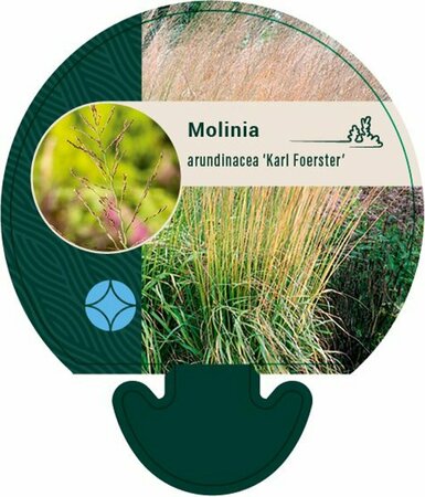 Molinia arundinacea 'Karl Foerster' C5 - afbeelding 3