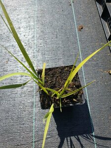 Molinia arundinacea 'Karl Foerster' C5 - afbeelding 2