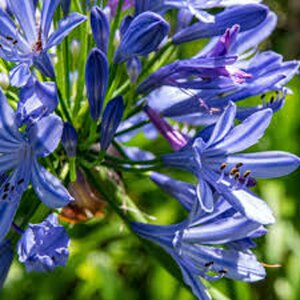 Agapanthus 'Intermedius' C7.5