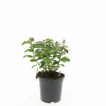 Hypericum calycinum P9 - afbeelding 10