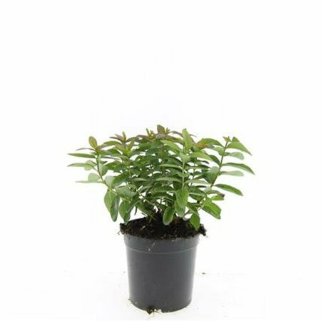 Hypericum calycinum P9 - afbeelding 23
