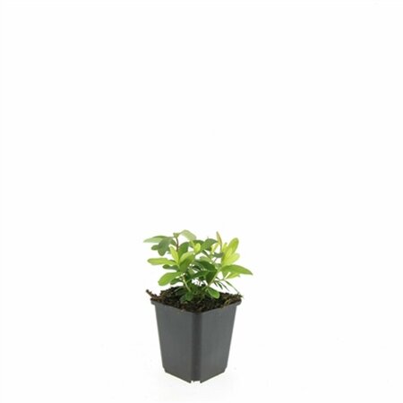 Hypericum calycinum P9 - afbeelding 16