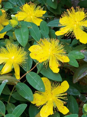 Hypericum calycinum P9 - afbeelding 3