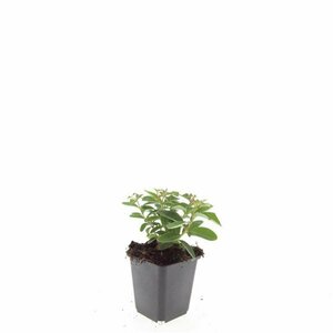Hypericum calycinum P9 - afbeelding 7