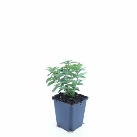 Hypericum calycinum P9 - afbeelding 17