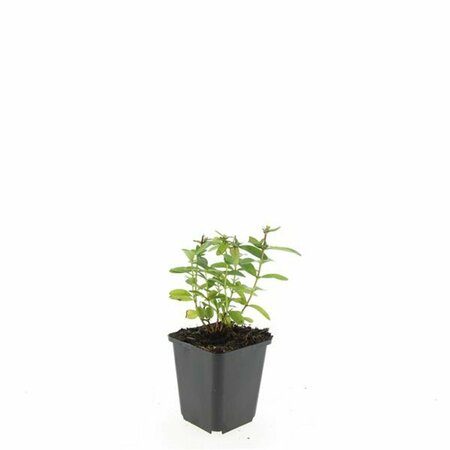 Hypericum calycinum P9 - afbeelding 13
