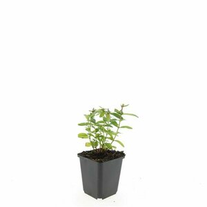 Hypericum calycinum P9 - afbeelding 13