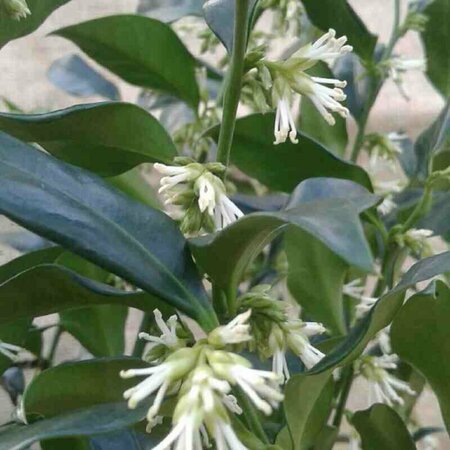 Sarcococca confusa 40/50 C. - afbeelding 1