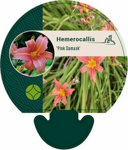 Hemerocallis 'Pink Damask' P9 - afbeelding 2