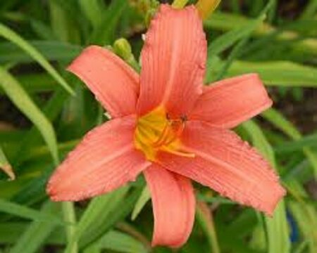 Hemerocallis 'Pink Damask' P9 - afbeelding 4