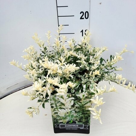 Euonymus fortunei 'Harlequin' 25/30 C. - afbeelding 7