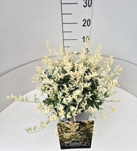 Euonymus fortunei 'Harlequin' 25/30 C. - afbeelding 6