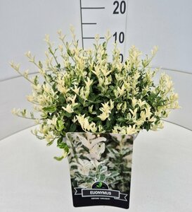 Euonymus fortunei 'Harlequin' 25/30 C. - afbeelding 3