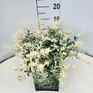 Euonymus fortunei 'Harlequin' 25/30 C. - afbeelding 12