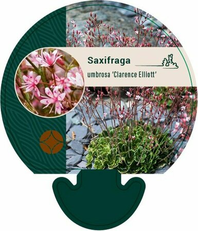 Saxifraga umbrosa 'ClarenceElliott' P9 - afbeelding 2