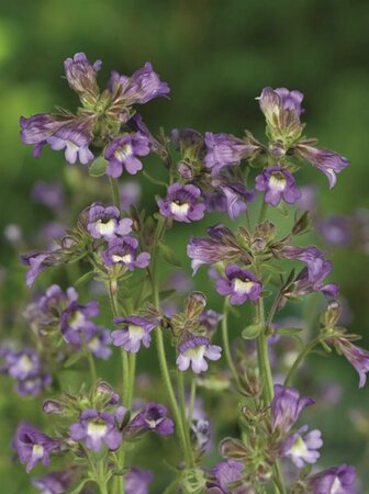 Chaenorhinum origanifolium 'Blue Dream' P9 - afbeelding 1