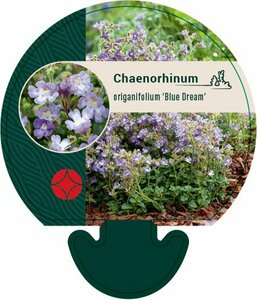 Chaenorhinum origanifolium 'Blue Dream' P9 - afbeelding 3