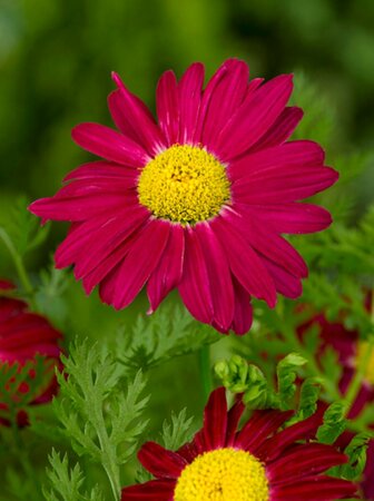 Tanacetum coccineum 'Robinson's Red' P9 - afbeelding 3