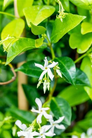 Trachelospermum jasminoides Haagelement 120x180 